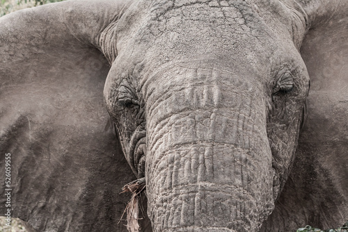 Elefant in der afrikanischen Savanne. Nahaufnahme des Gesichts. Von vorne, Portrait. Dicke Haut mit Texturen. Ohren, Augen, Rüssel.