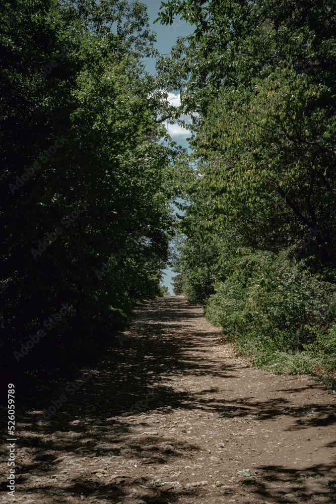 path in the forest at Budaörs