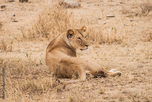 Löwin liegt in afrikanischer Savanne auf trockenem Boden. Ganzkörperaufnahme, Blick über die Schulter nach rechts. Ansicht von hinten, hinterrücks.