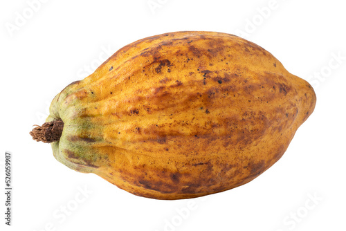 ripe cocoa fruits isolated on alpha background