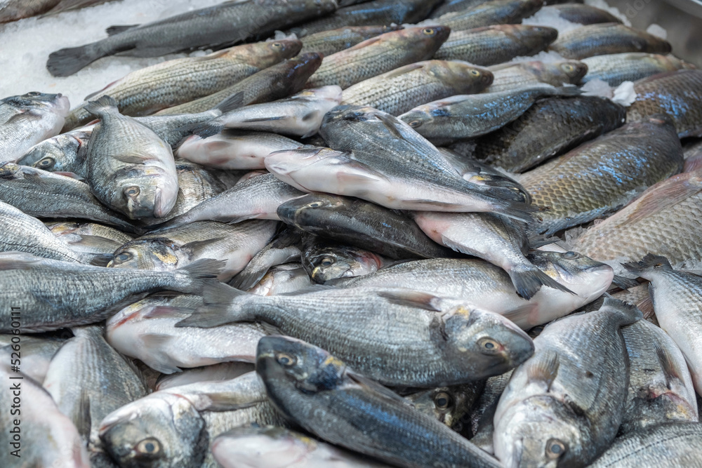 Freshly caught sea fish. Dorado fish. Freshly caught sea fish. Dorado fish.