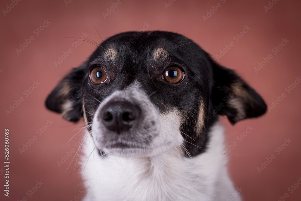 the portrait of happy Mongrel, Mutt Dog the portrait of happy Mongrel, Mutt Dog