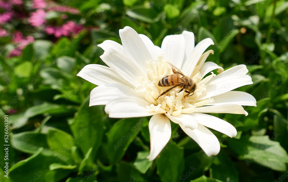 Biene auf einer Blume Biene auf einer Blume