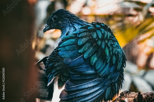 Closeup shot of the blue pigeon