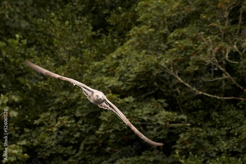 Closeup of a young gull flying over trees at Tehidy park photo