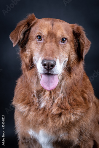 the portrait of happy Mongrel  Mutt  Dog