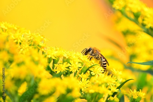 Wyjątkowej urody dzika pszczoła lepiarka (Colletes sp.) na kwiatach nawłoci kanadyjskiej (Solidago canadensis) photo