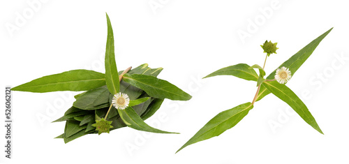 False daisy or erclipta prostrata isolated on white background. photo