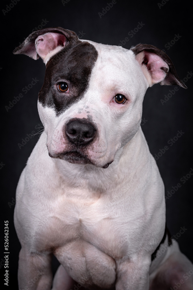  the portrait of  American Staffordshire Terrier Puppy Dog - AmStaff, American Staffy
