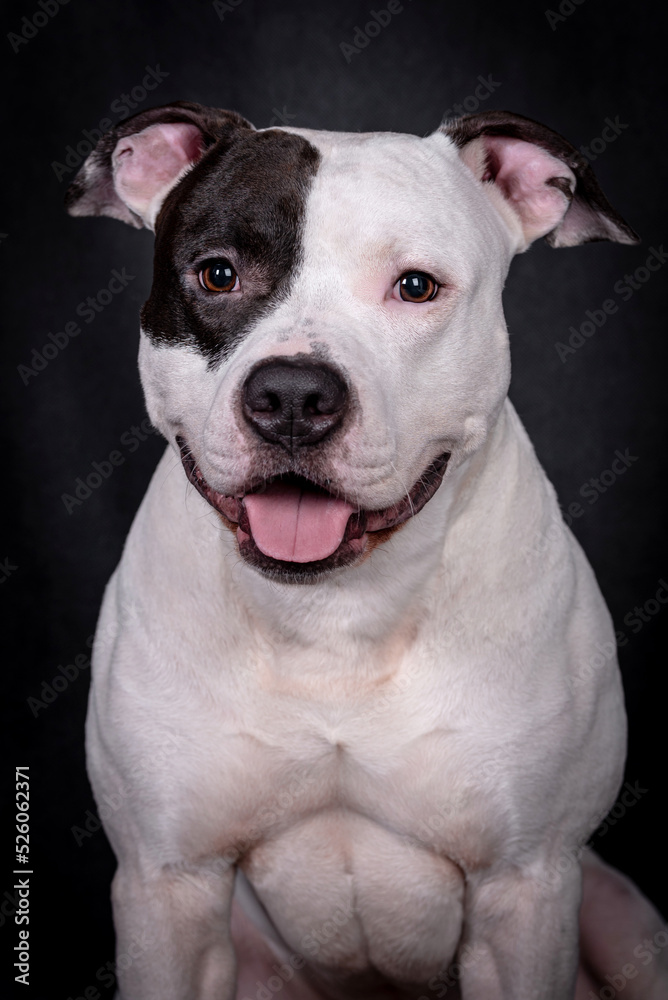 the portrait of American Staffordshire Terrier Puppy Dog - AmStaff, American Staffy the portrait of American Staffordshire Terrier Puppy Dog - AmStaff, American Staffy