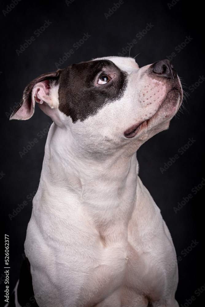 the portrait of  American Staffordshire Terrier Puppy Dog - AmStaff, American Staffy