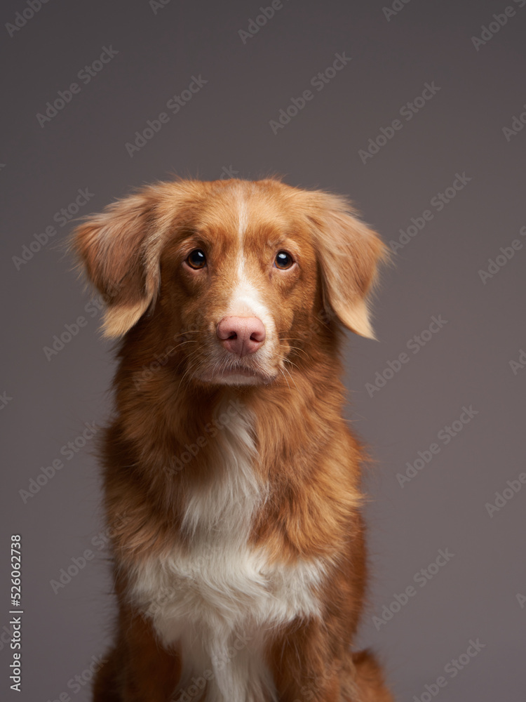 Portrait of a Nova Scotia Duck Tolling Retriever on gray background. Toller dog 