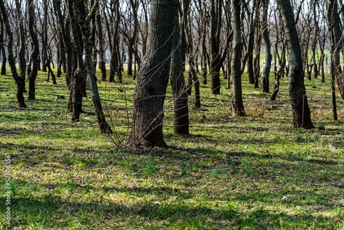 Beautiful landscape in a dense forest
