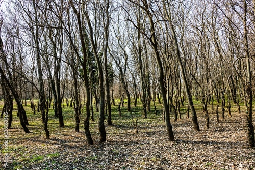 Beautiful landscape in a dense forest