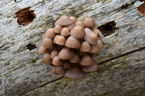 A group of hallucinogenic mushrooms growing wild in a forest meadow. Illegal psyhotropic substance. Macro photography photo