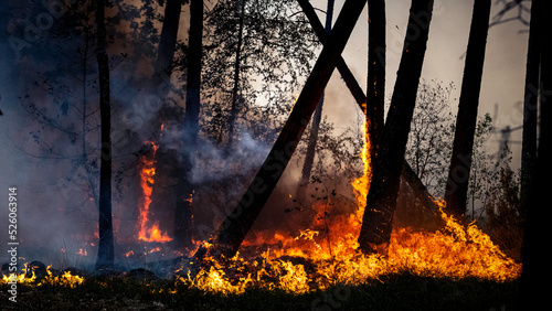 feu de foret