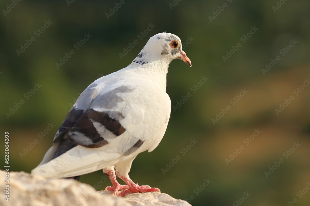 White pigeon standing on the rock in nature White pigeon standing on the rock in nature