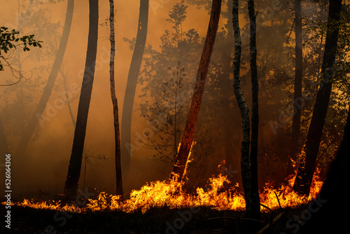 flamme dans la foret