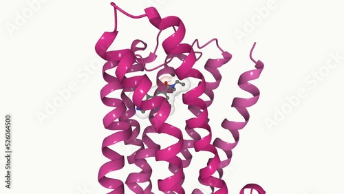 Crystal structure of serotonin 2A receptor in complex with LSD (lysergic acid diethylamide). LSD elicits its psychedelic action via interaction with the receptor. photo