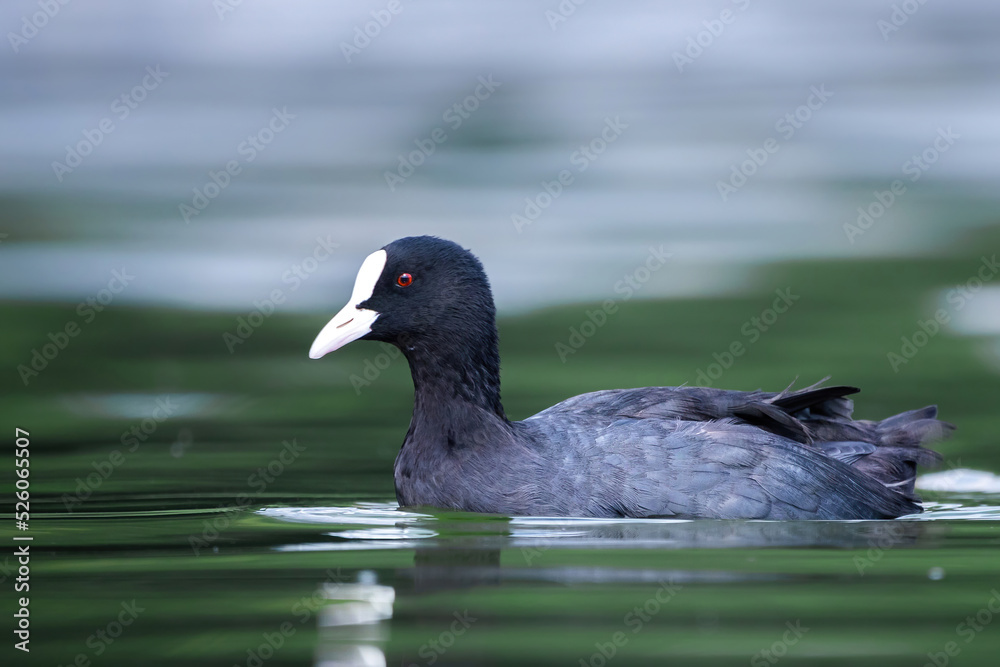 Birds and animals in wildlife concept. Amazing duck in lake or river. Wildlife scene from nature. Birds and animals in wildlife concept. Amazing duck in lake or river. Wildlife scene from nature.