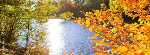 Autumn beech leaves on the sun and forest lake.