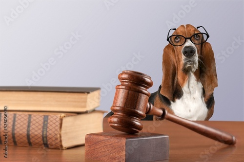A cuter dog sits behind with a judge's gavel on the table. photo
