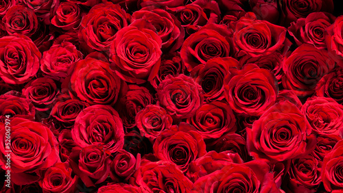 敷き詰められた美しい赤いバラ