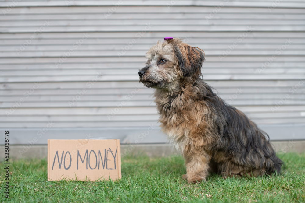 Stockfoto med beskrivningen Bettelnder Bolonka Hund sitzt auf der Wiese.  Vor dem Hund ein Schild mit den Worten no money. | Adobe Stock