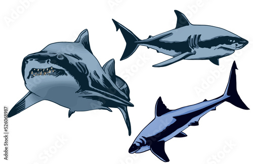 Color set of sharks on white isolated, vector illustration,graphical drawing. Stylish print element of marine life