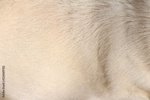 close up on white dog hair