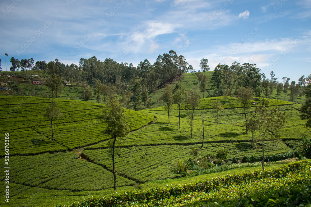 Beautiful tea estate in sri lanka Beautiful tea estate in sri lanka