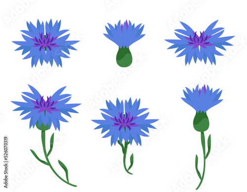 Set of different cornflowers. Wildflower elements in cartoon style.