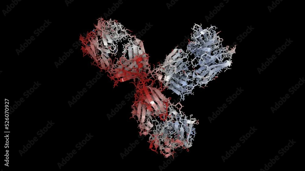 Structure of an antibody. Antibodies are produced in response to pathogens like bacteria or viruses