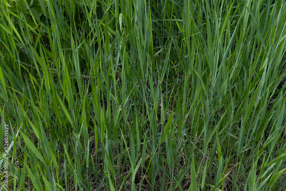 Green juicy grass for cats. Background of a green grass. The texture of green grass surface for the background. Green juicy grass for cats. Background of a green grass. The texture of green grass surface for the background.