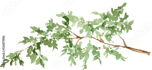 Watercolor leaves branch, isolated on white background, tree plant, willow branch
