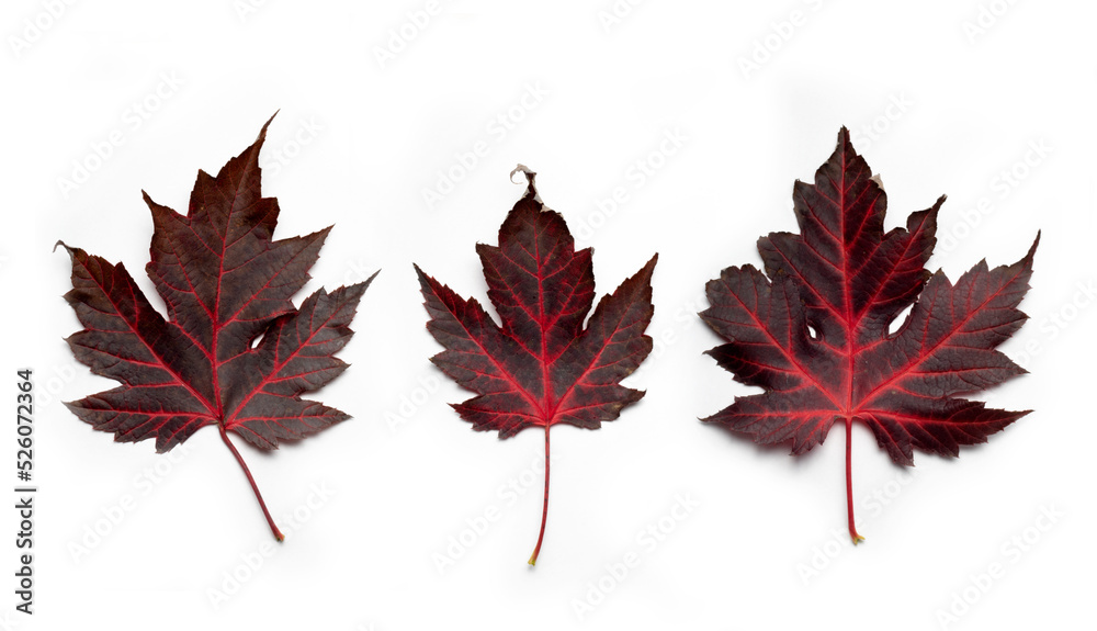 Three dark red maple leaves isolated on white background. Three dark red maple leaves isolated on white background.