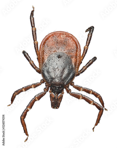 tick female in ultra macro magnification