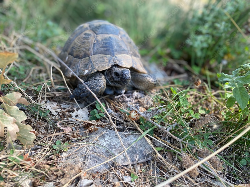 A tortoise walking inside the grass. Turtle eating. Wild life. Slow reptile resting. Exotic animal with shield. Brown tortoise with shell protected in its nature environment. A tortoise walking inside the grass. Turtle eating. Wild life. Slow reptile resting. Exotic animal with shield. Brown tortoise with shell protected in its nature environment.