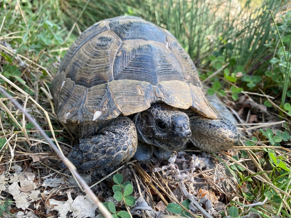 A tortoise walking inside the grass. Turtle eating. Wild life. Slow reptile resting. Exotic animal with shield. Brown tortoise with shell protected in its nature environment. A tortoise walking inside the grass. Turtle eating. Wild life. Slow reptile resting. Exotic animal with shield. Brown tortoise with shell protected in its nature environment.