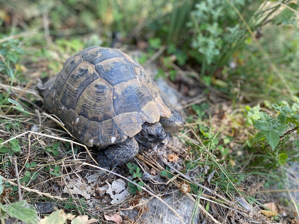 A tortoise walking inside the grass. Turtle eating. Wild life. Slow reptile resting. Exotic animal with shield. Brown tortoise with shell protected in its nature environment. A tortoise walking inside the grass. Turtle eating. Wild life. Slow reptile resting. Exotic animal with shield. Brown tortoise with shell protected in its nature environment.