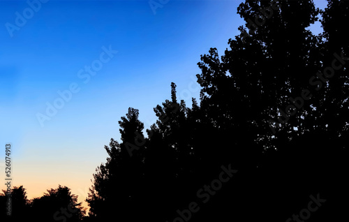 Tree on sunset. Blue black contrast vector