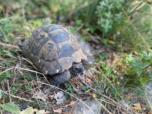 A tortoise walking inside the grass. Turtle eating. Wild life. Slow reptile resting. Exotic animal with shield. Brown tortoise with shell protected in its nature environment. 