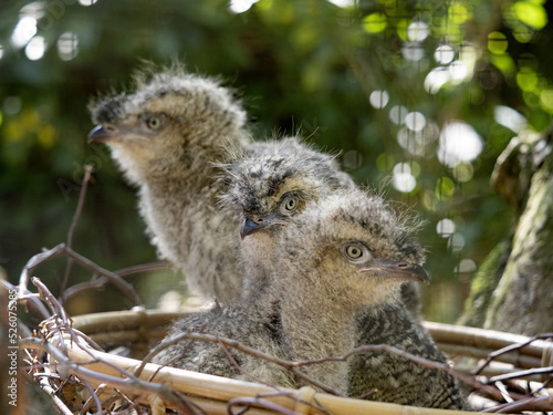 Obraz na płótnie Small young Red-legged-Seriema, Cariama cristata, sitting on the nest. w salonie