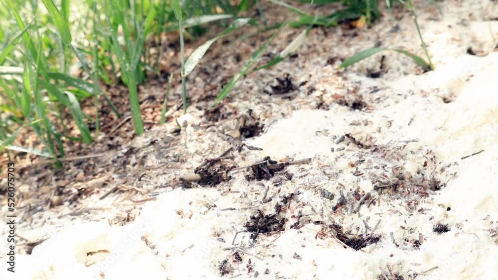 Ant colony pulling saw dust away from their nest Ant colony pulling saw dust away from their nest