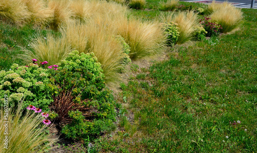 ornamental steppe grasses can withstand drought and are decorative even in winter in rows or individually or in combination with a purple or white perennial © Michal