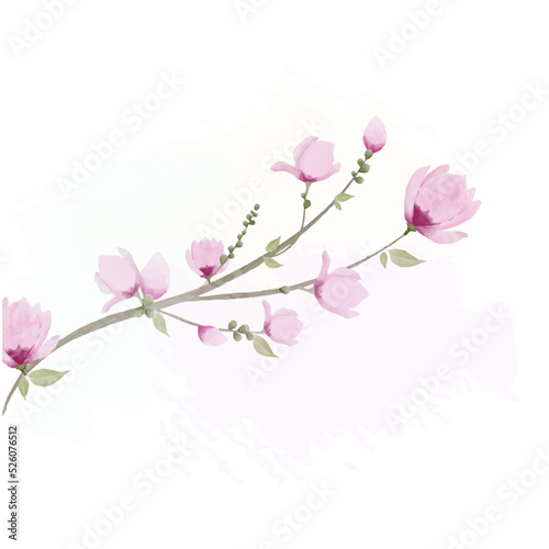 branch of magnolia blossom © Tonima
