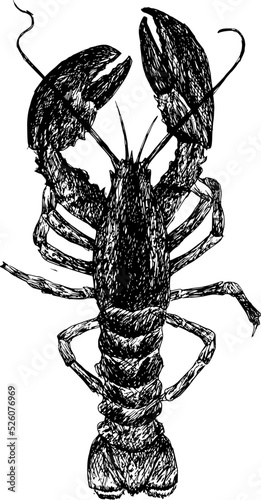 Photo Lobster vintage black and white hand drawn naturalistic engraving style vector