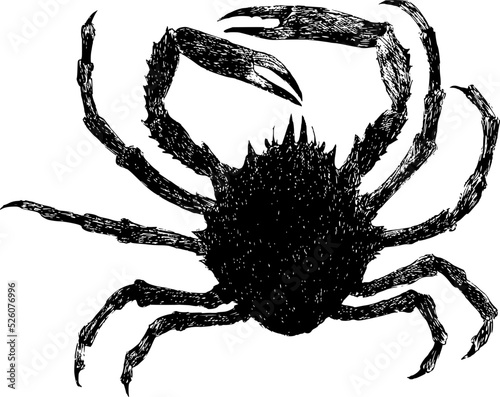 Spider crab vintage black and white naturalistic hand drawing vector