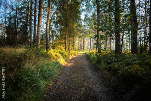 On a walk in the middle of the forests.