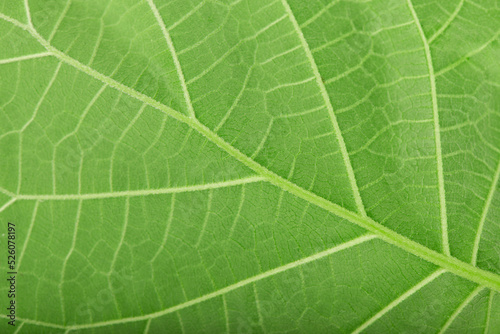 linden leaf. green leaf background. photo can be used as natural backdrop